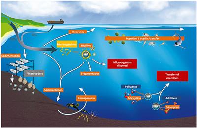 Constraints and Priorities for Conducting Experimental Exposures of Marine Organisms to Microplastics